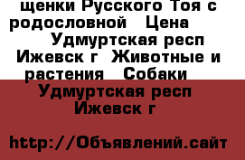 щенки Русского Тоя с родословной › Цена ­ 20 000 - Удмуртская респ., Ижевск г. Животные и растения » Собаки   . Удмуртская респ.,Ижевск г.